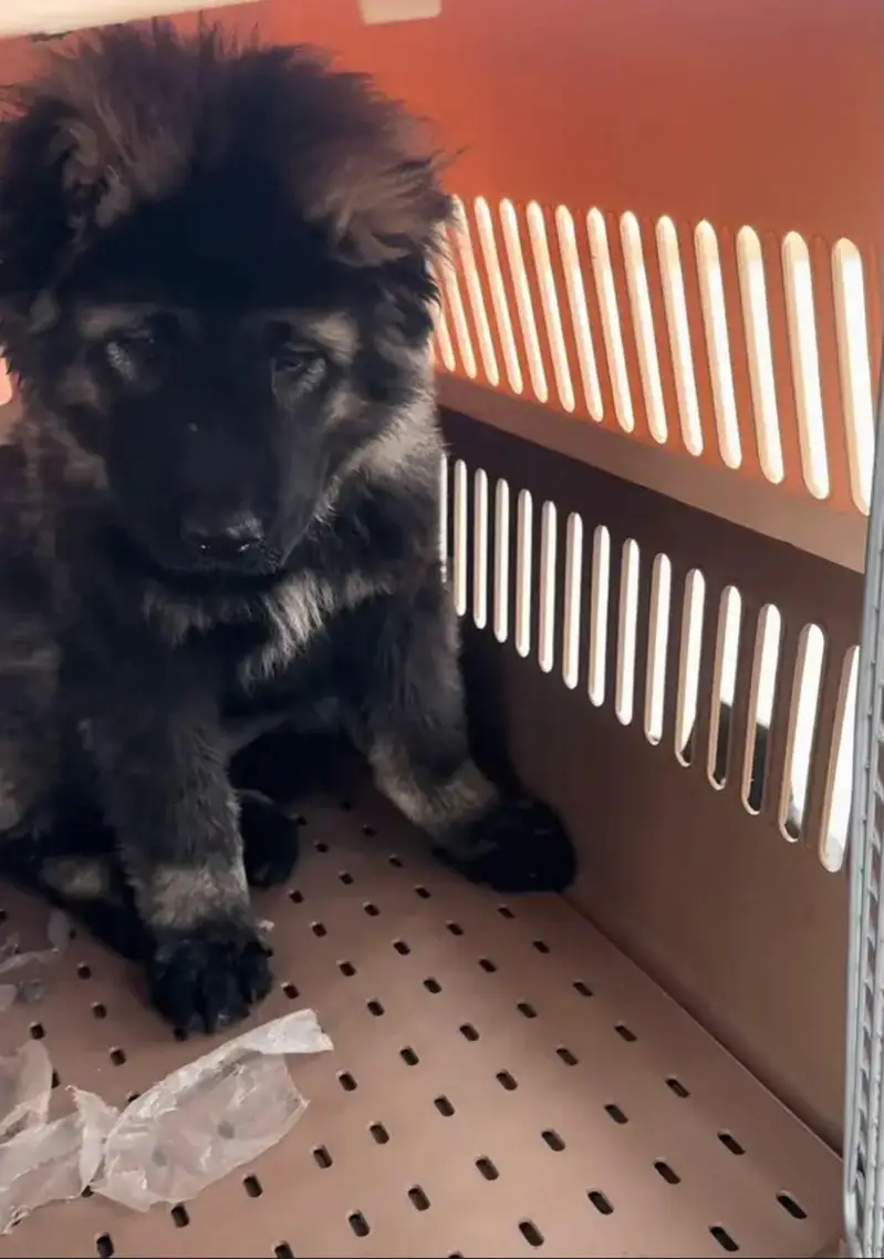 IMPORTED CAUCASIAN SHEPHERD PUPPIES AVAILABLE FOR SALE — photo 7