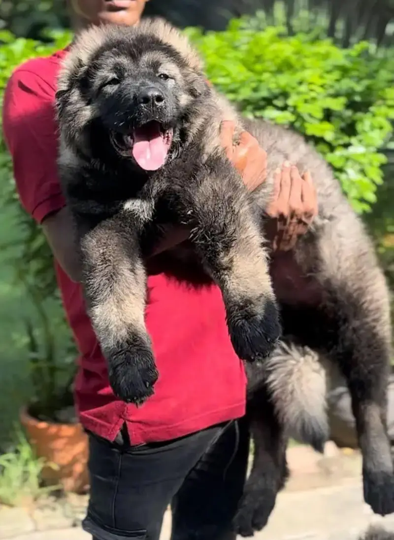 IMPORTED CAUCASIAN SHEPHERD PUPPIES AVAILABLE FOR SALE — photo 8