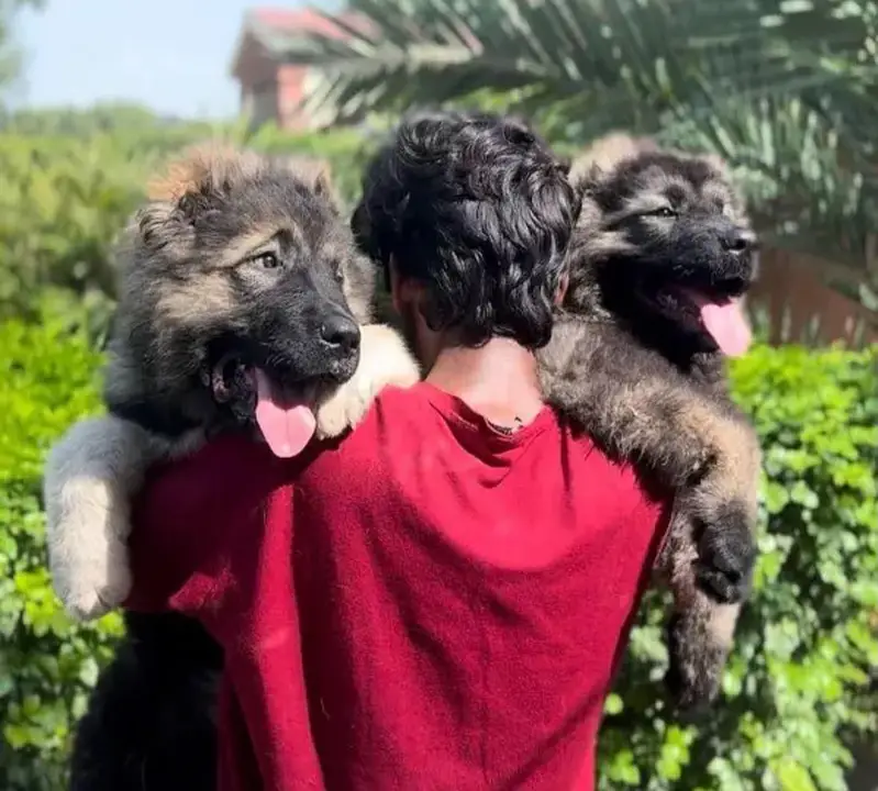 IMPORTED CAUCASIAN SHEPHERD PUPPIES AVAILABLE FOR SALE — photo 9