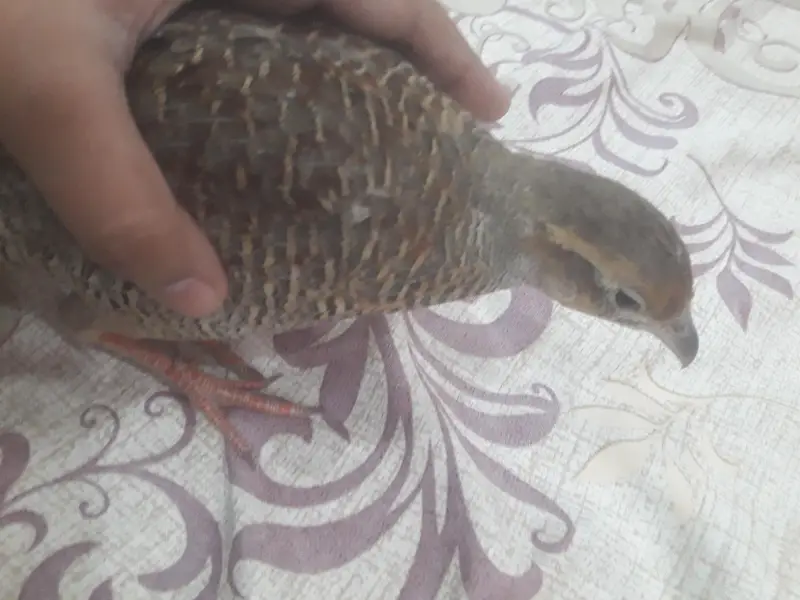 dakhni Irani teetar — photo 2