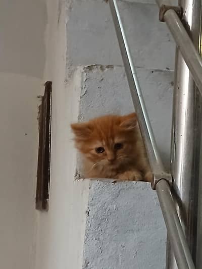 persian cat baby brown colour for sale