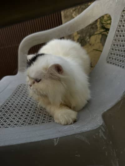 CFA Bloodline Cat for Sale – VAN Pattern – Premium Lineage