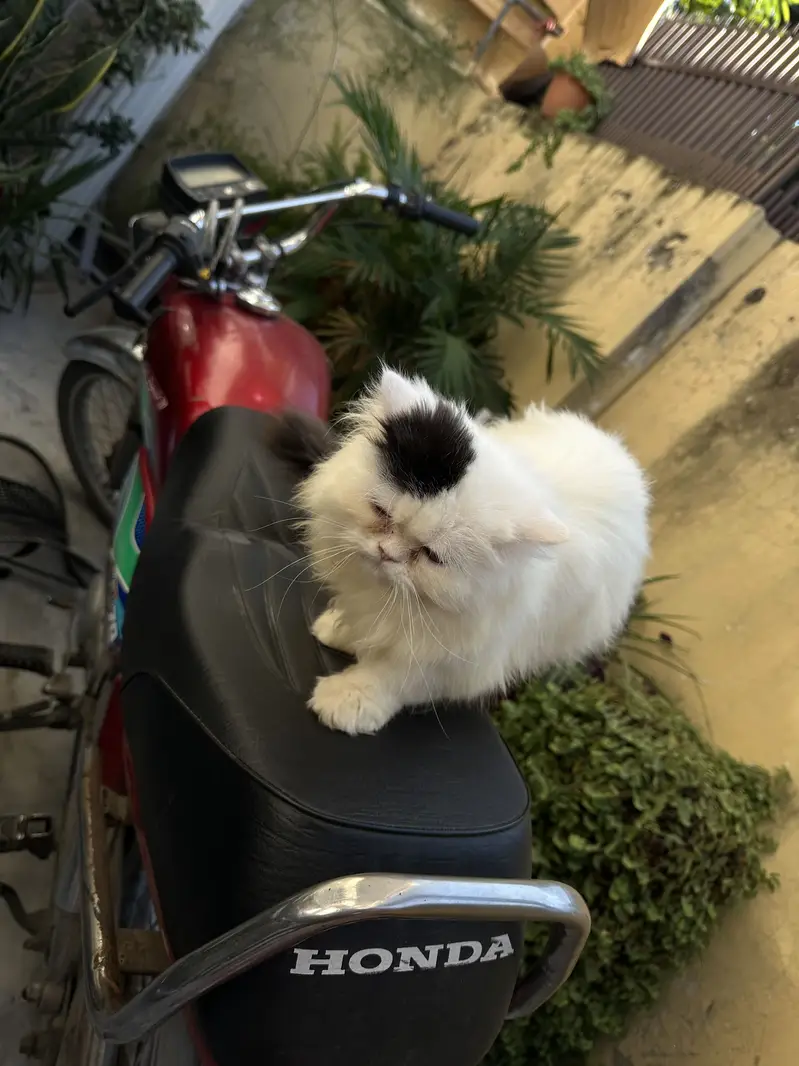 CFA Bloodline Cat for Sale – VAN Pattern – Premium Lineage — photo 2