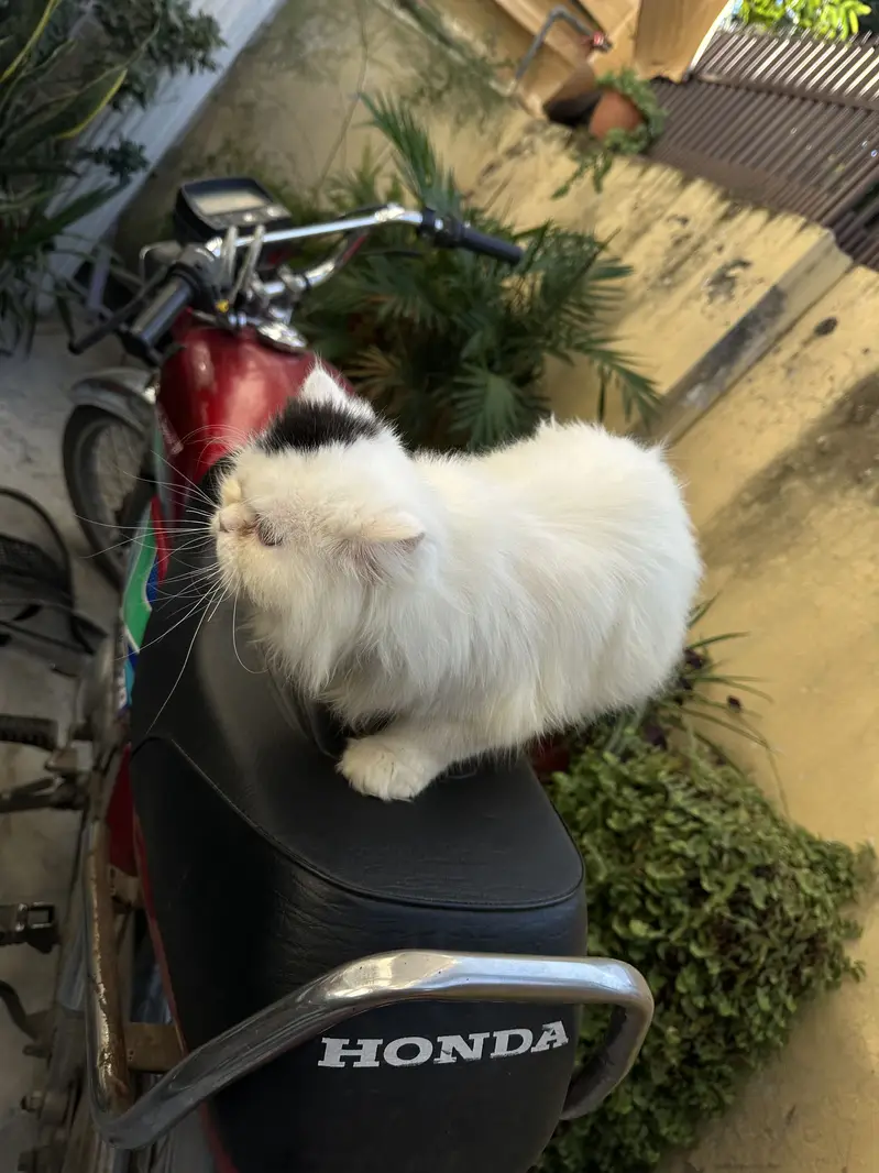 CFA Bloodline Cat for Sale – VAN Pattern – Premium Lineage — photo 3
