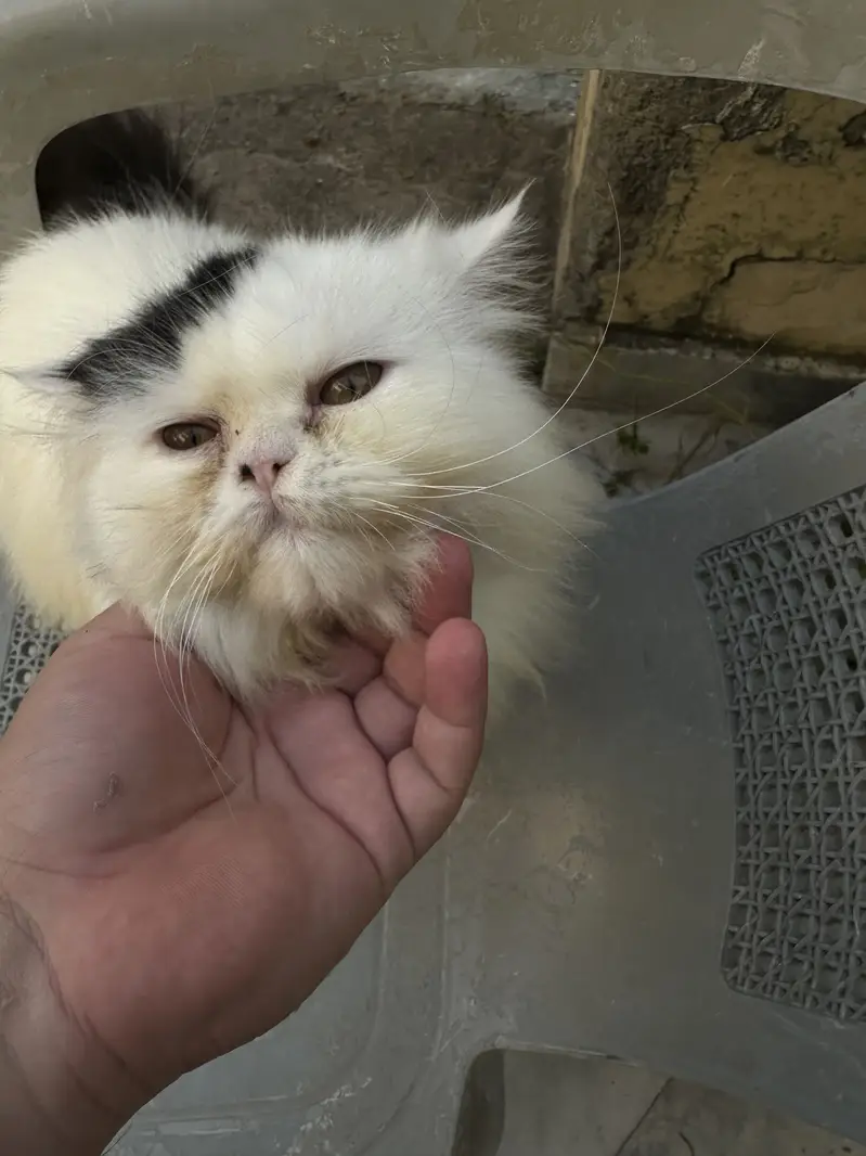 CFA Bloodline Cat for Sale – VAN Pattern – Premium Lineage — photo 4
