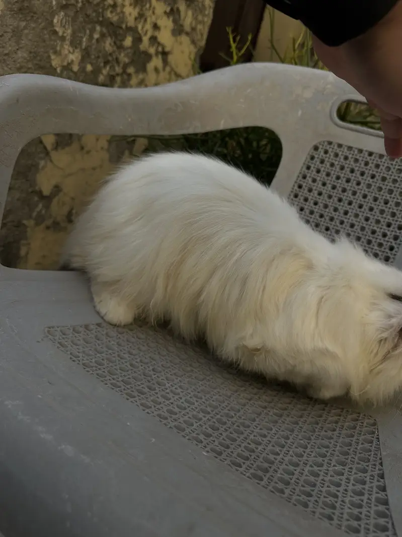 CFA Bloodline Cat for Sale – VAN Pattern – Premium Lineage — photo 6