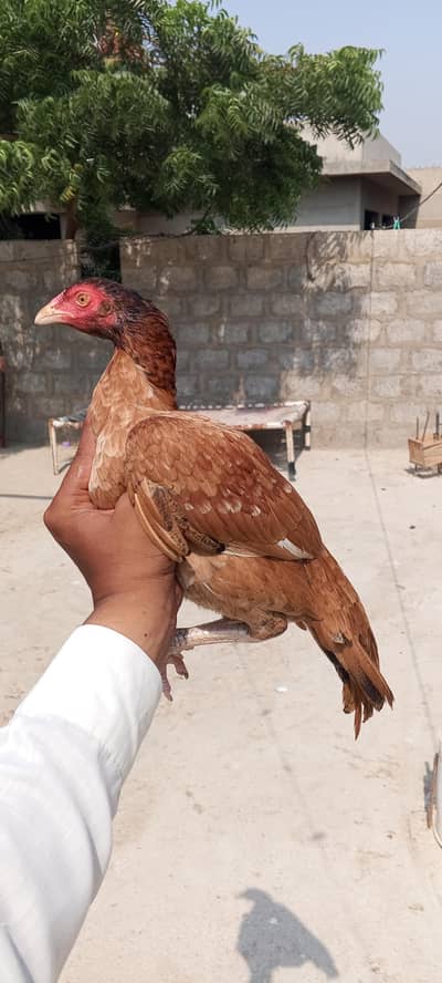miyawali pili and lakhi 03233028204
