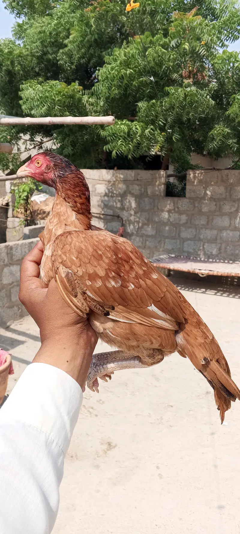 miyawali pili and lakhi 03233028204 — photo 2