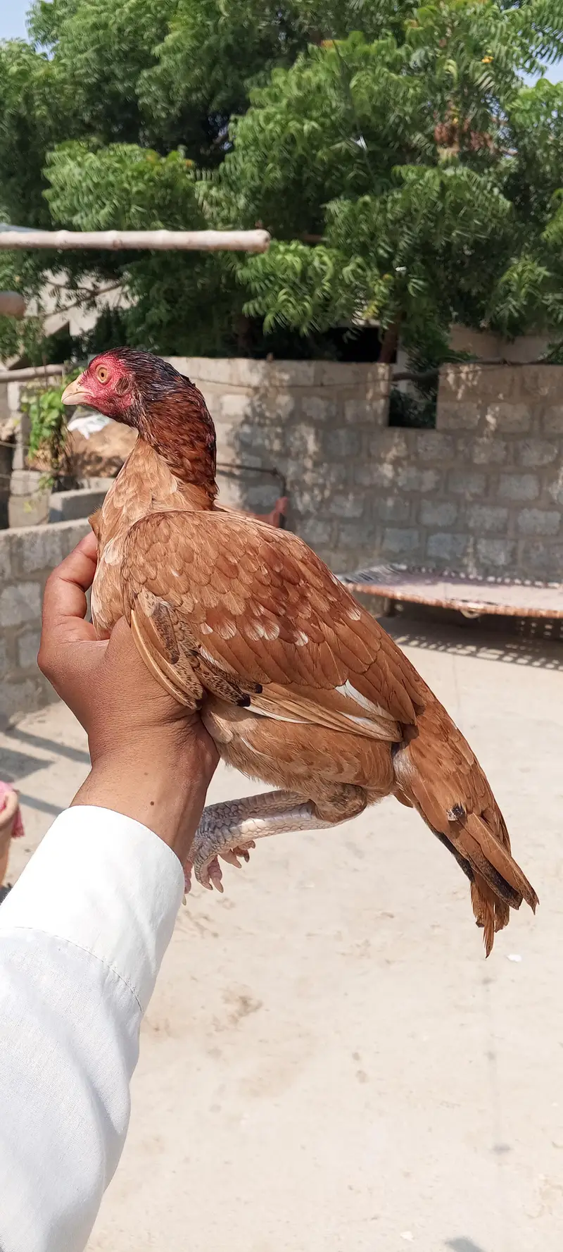 miyawali pili and lakhi 03233028204 — photo 3