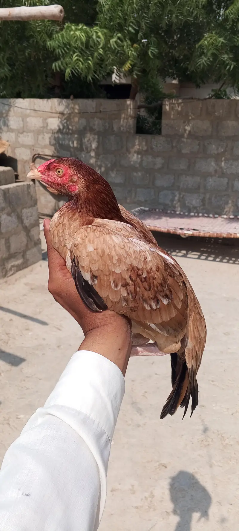 miyawali pili and lakhi 03233028204 — photo 6