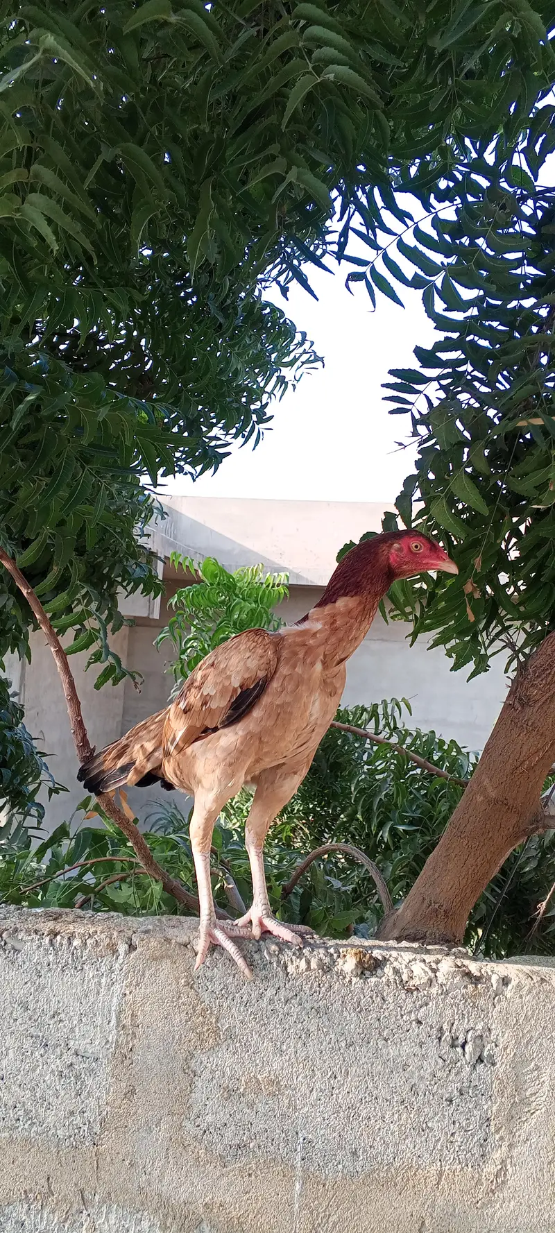 miyawali pili and lakhi 03233028204 — photo 7