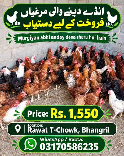 murgi egg