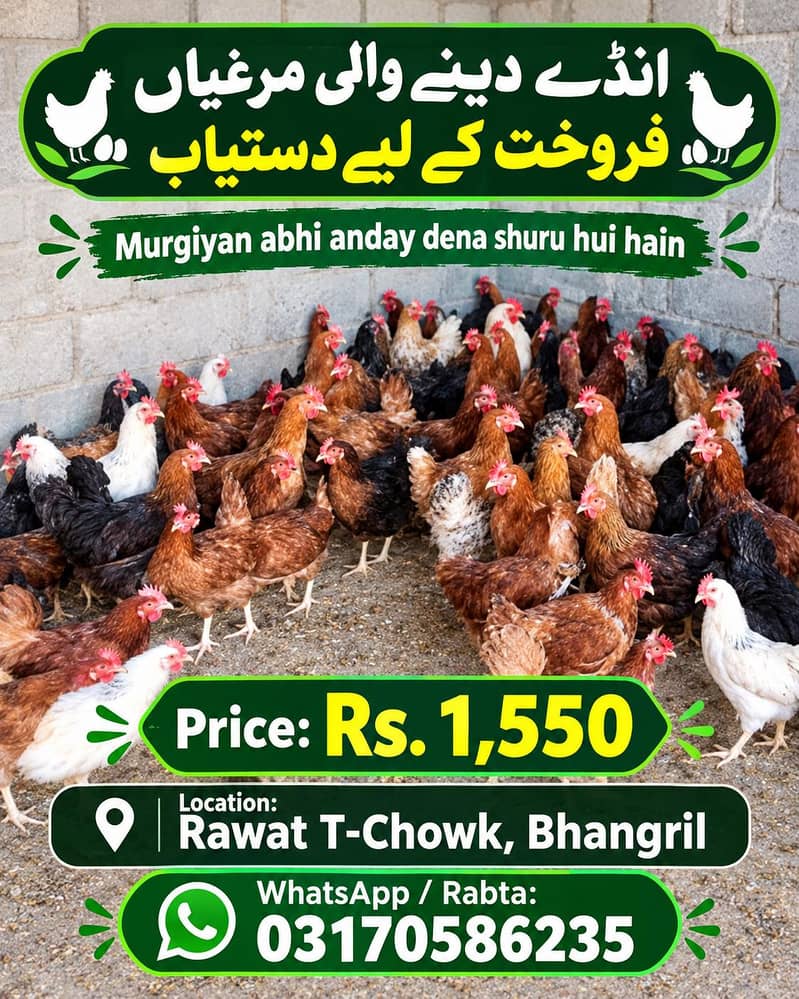 murgi egg 0