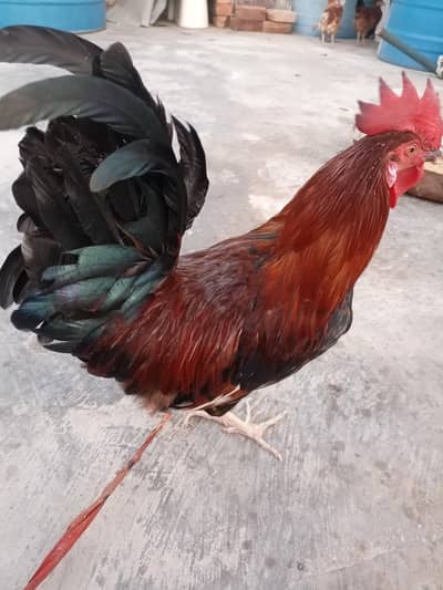 desi murga
