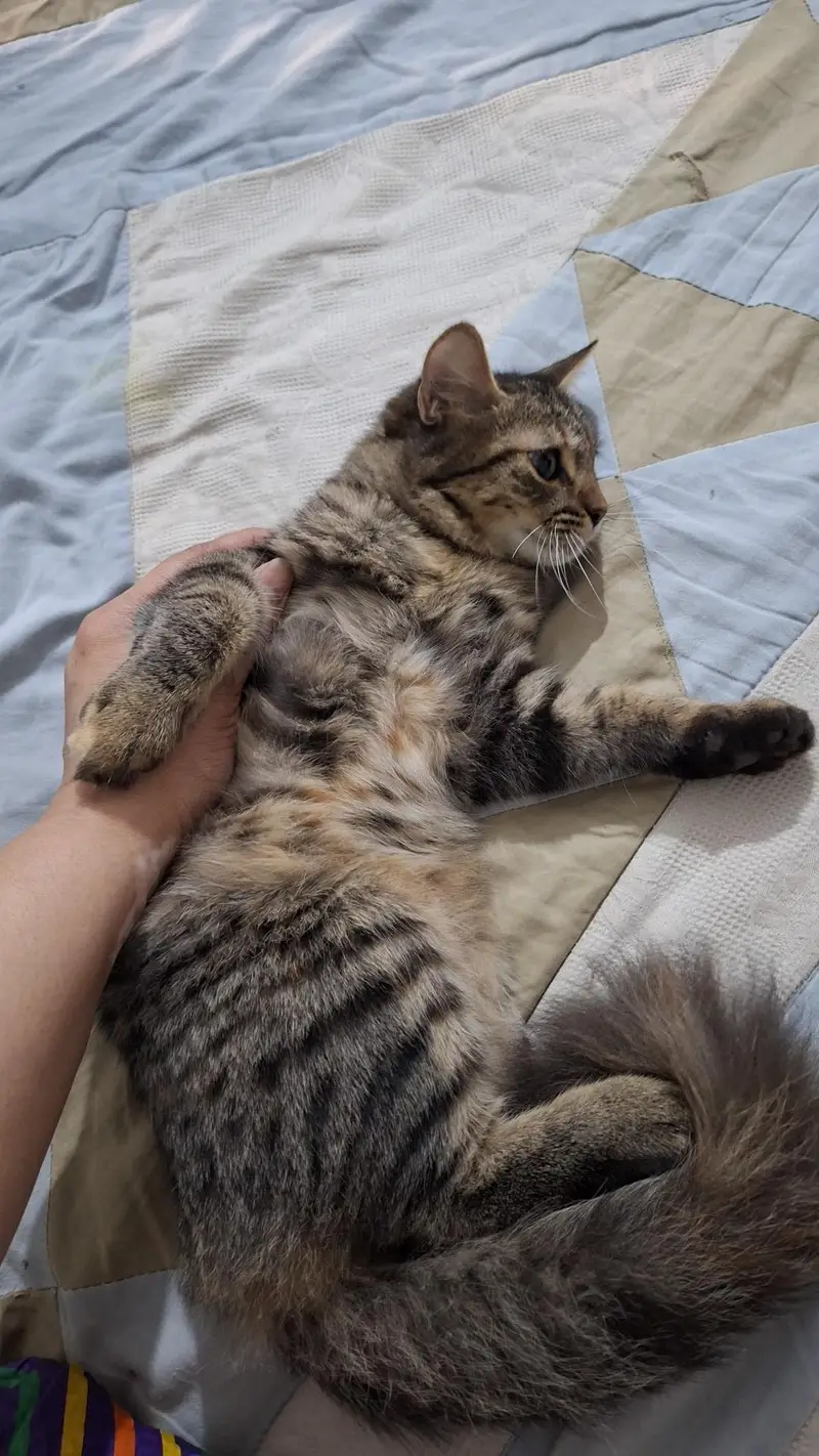 mix breed hime breed — photo 2