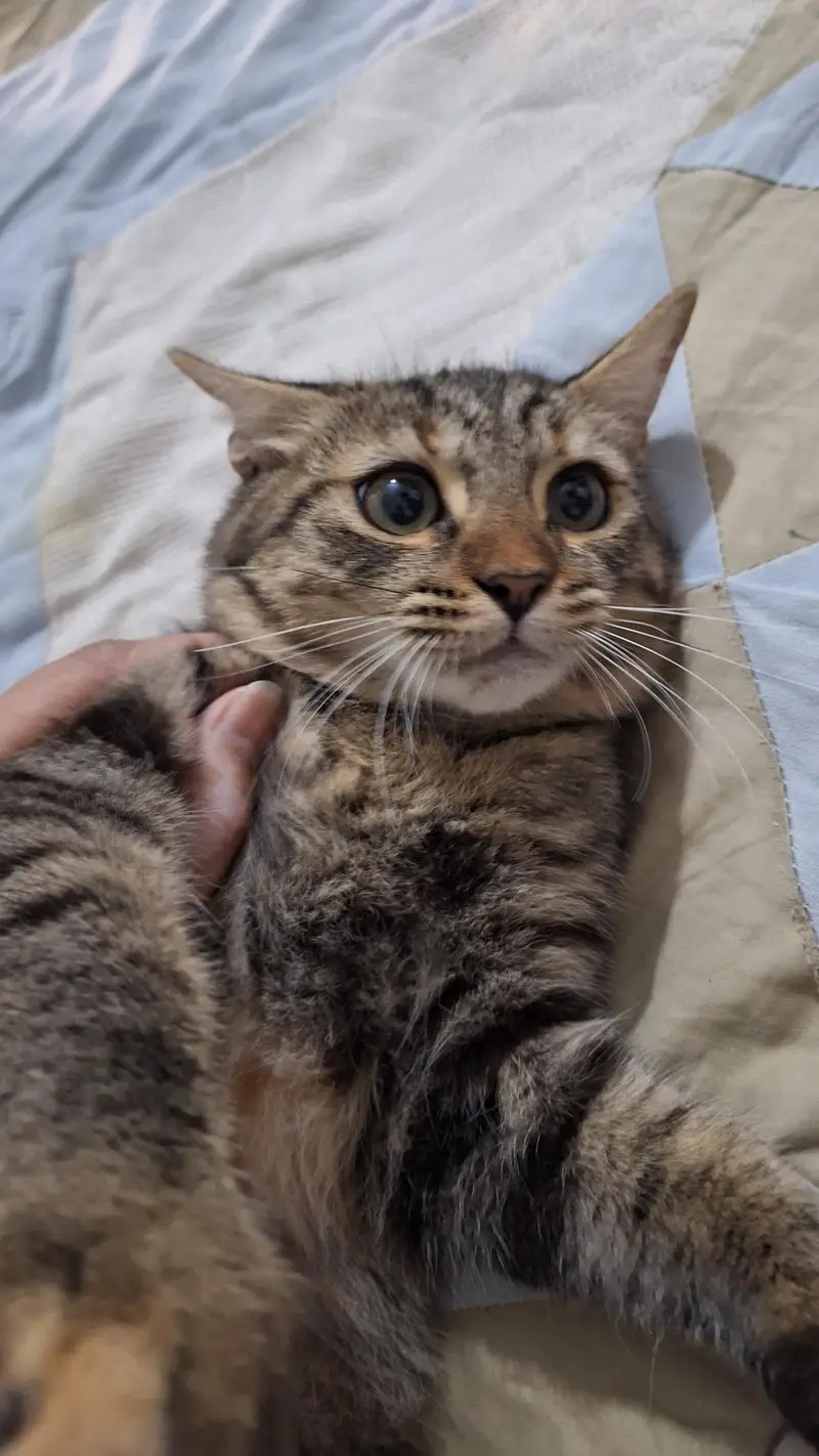 mix breed hime breed — photo 3
