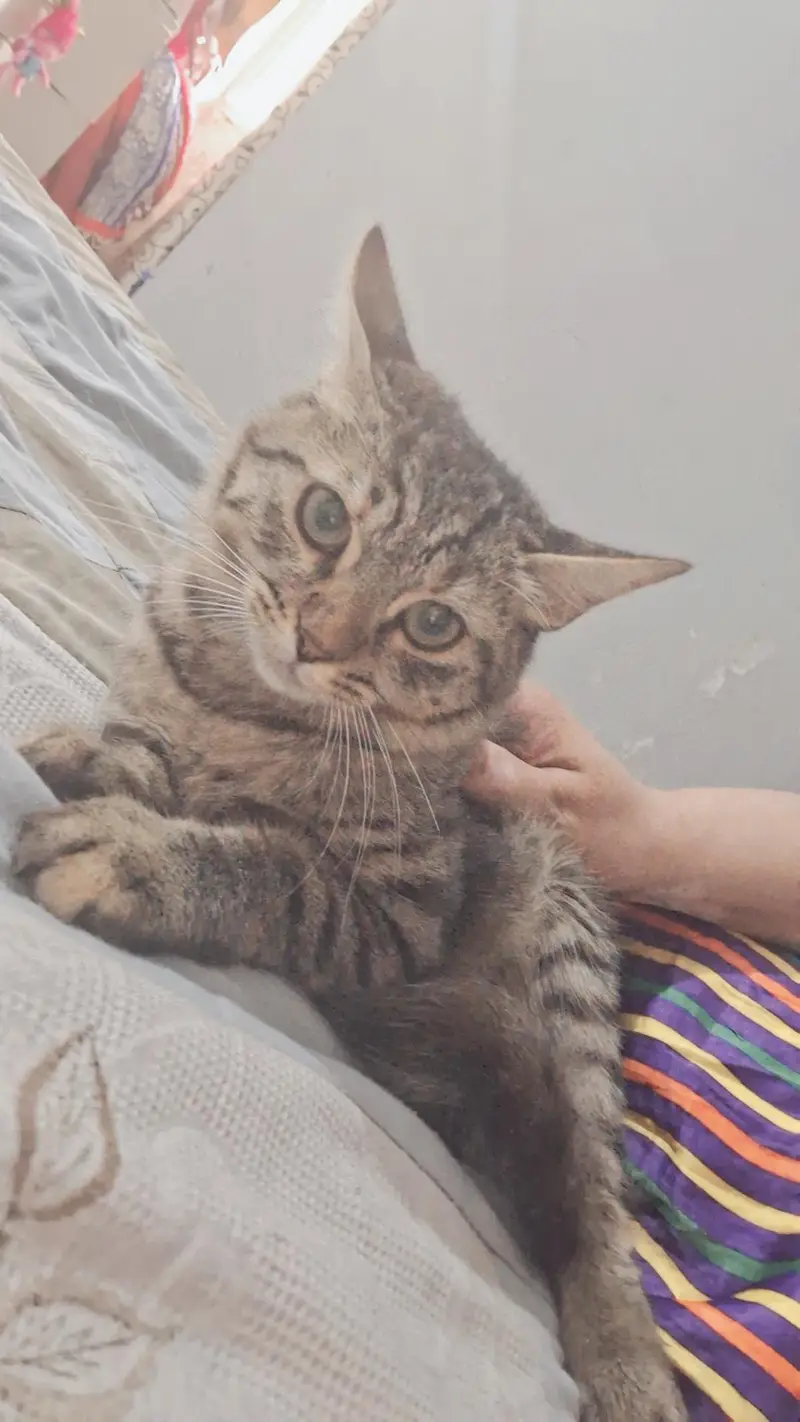 mix breed hime breed — photo 4