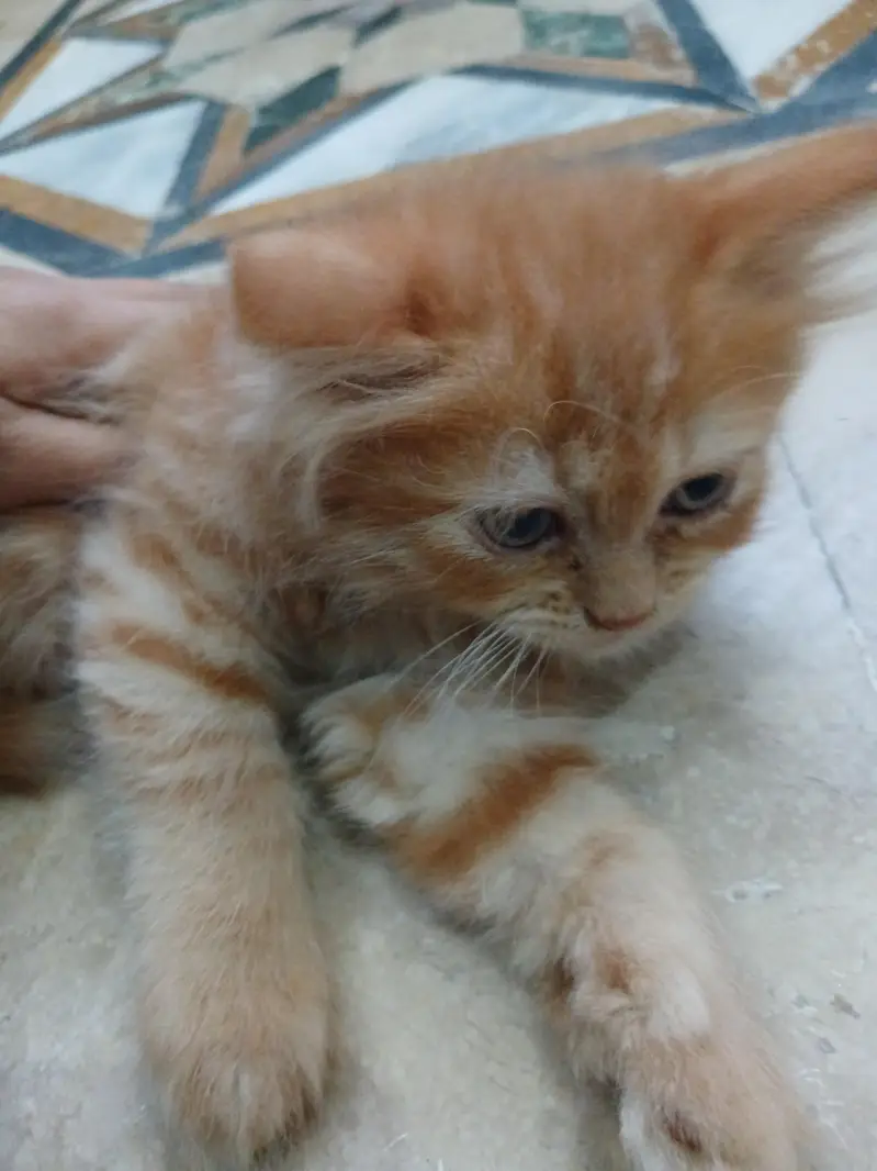 persian cat baby brown colour for sale — photo 2