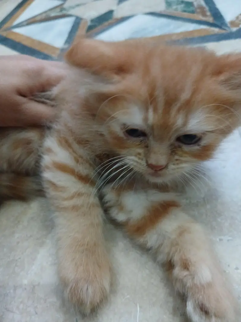 persian cat baby brown colour for sale — photo 3