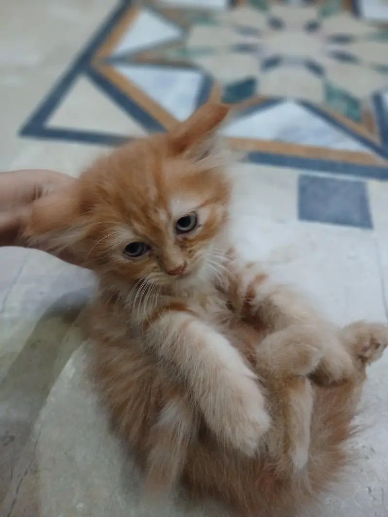 persian cat baby brown colour for sale — photo 4