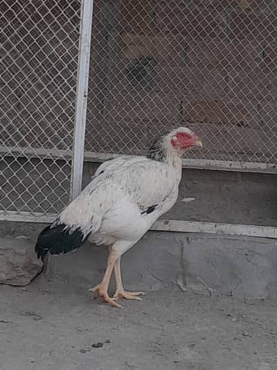 Aseal murgiyan for sale han
