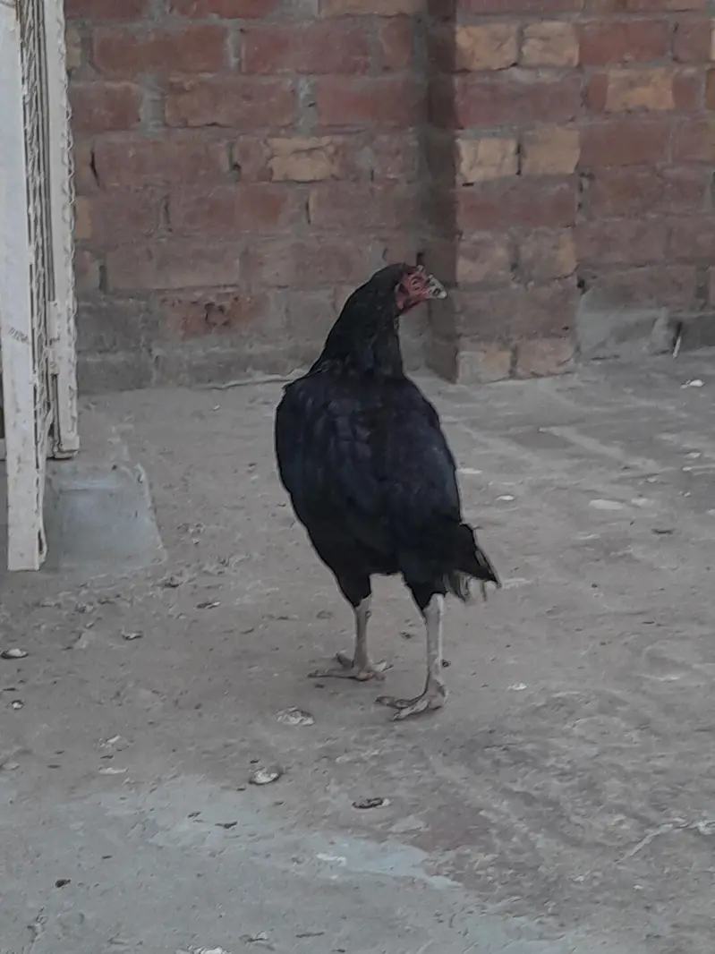 Aseal murgiyan for sale han — photo 2