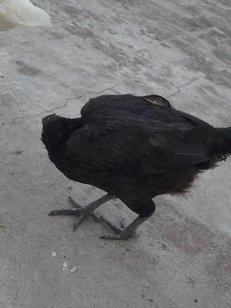 Aseal murgiyan for sale han — photo 3