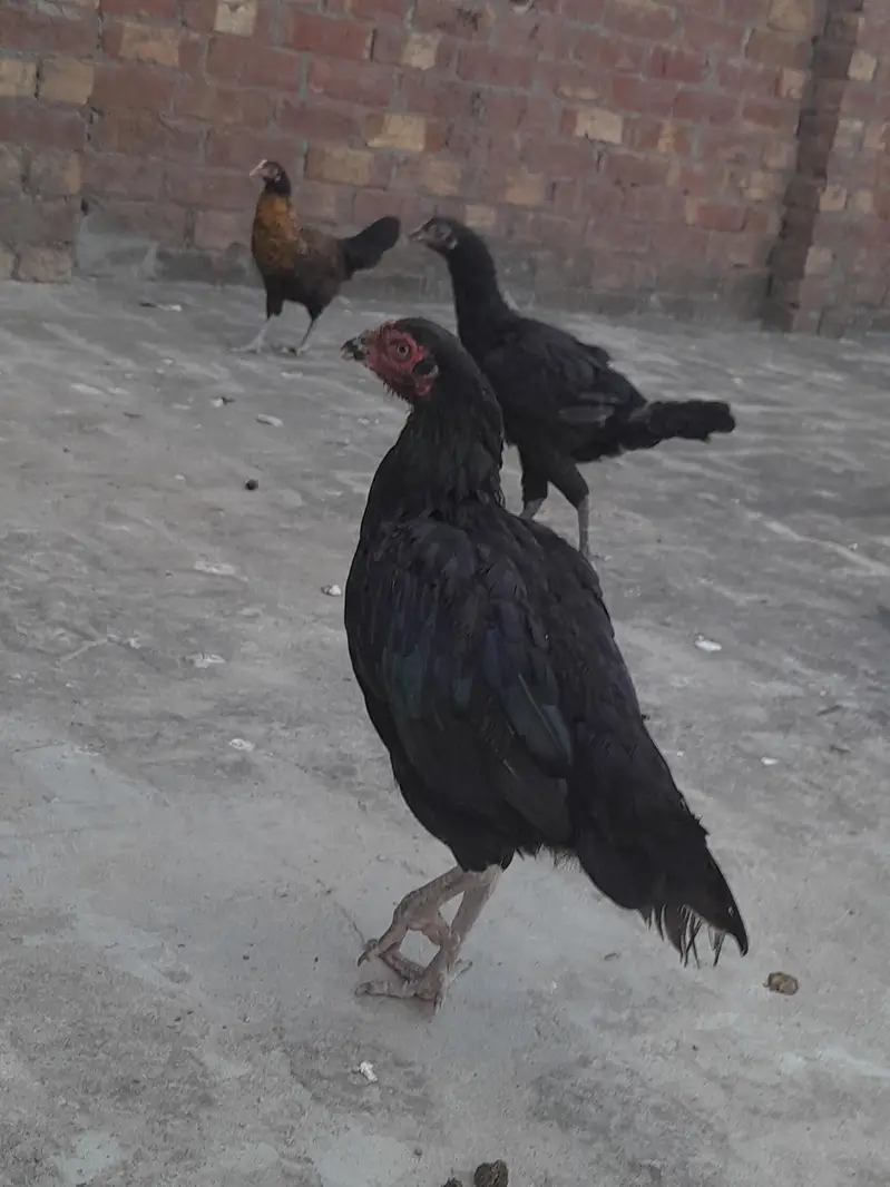 Aseal murgiyan for sale han — photo 4