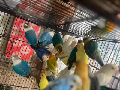love birds per piece