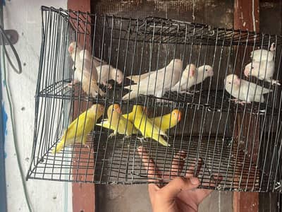 love birds