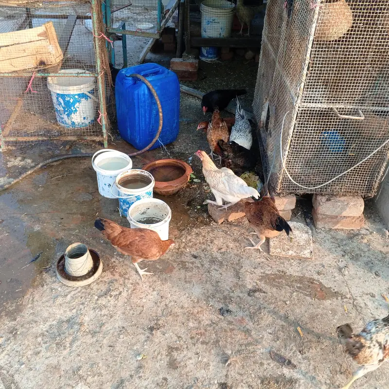desi aseel — photo 12