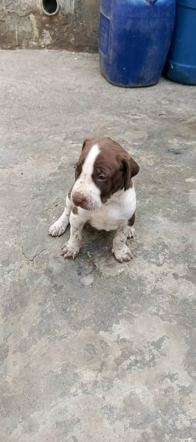 bully female puppy for sale top quality