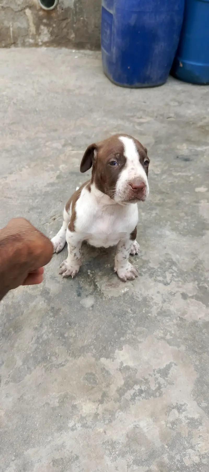 bully female puppy for sale top quality — photo 2