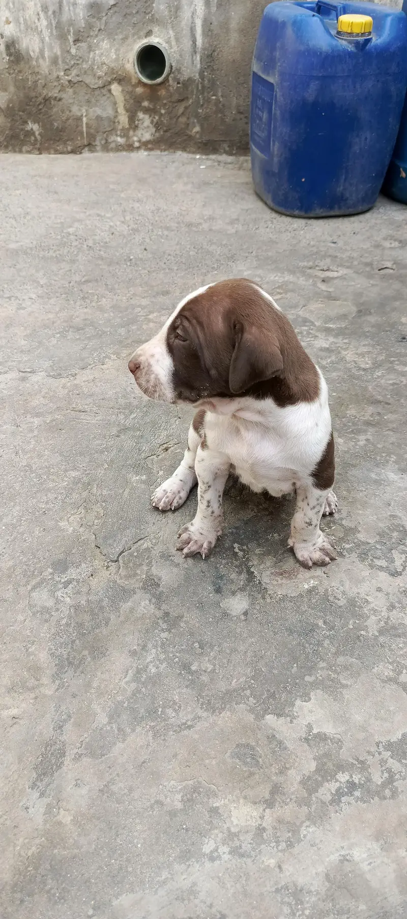 bully female puppy for sale top quality — photo 3