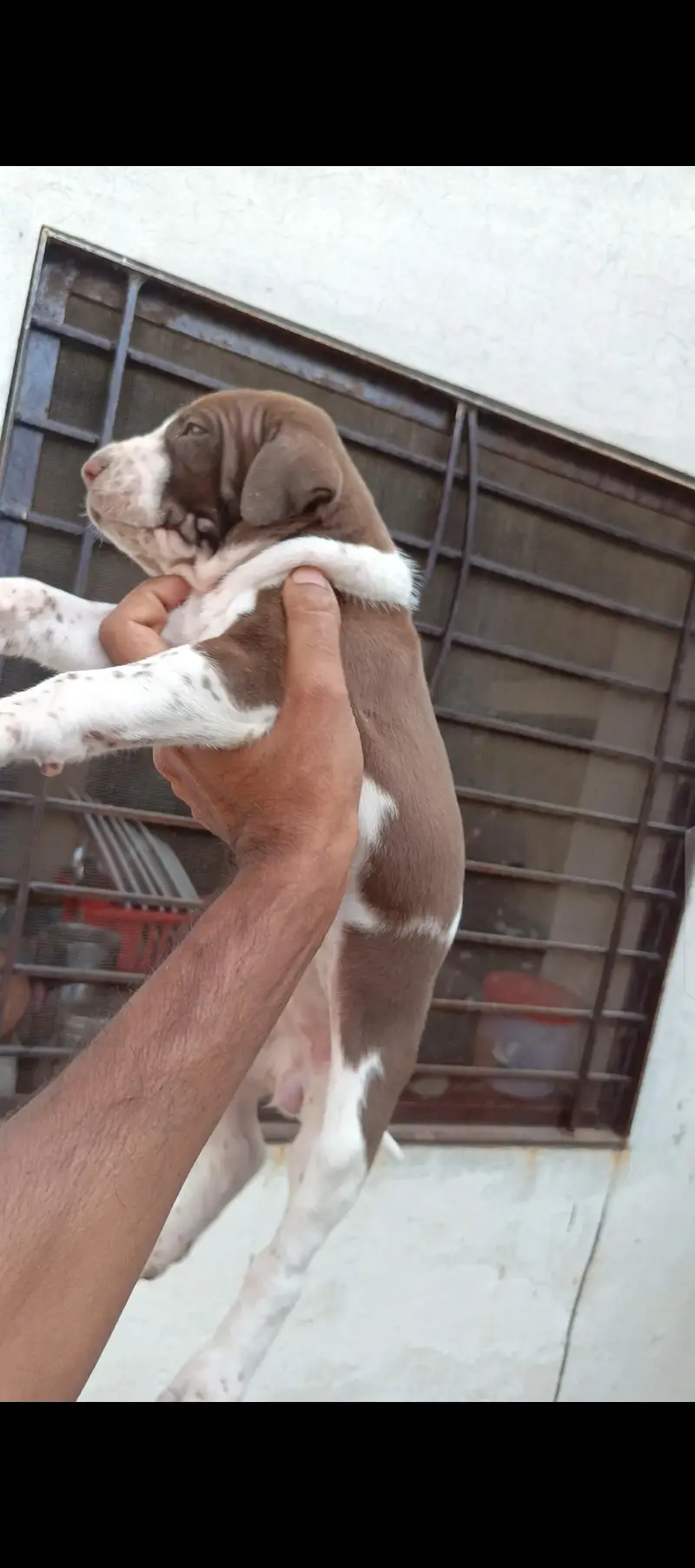 bully female puppy for sale top quality — photo 4