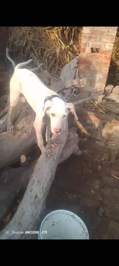 dog for sell