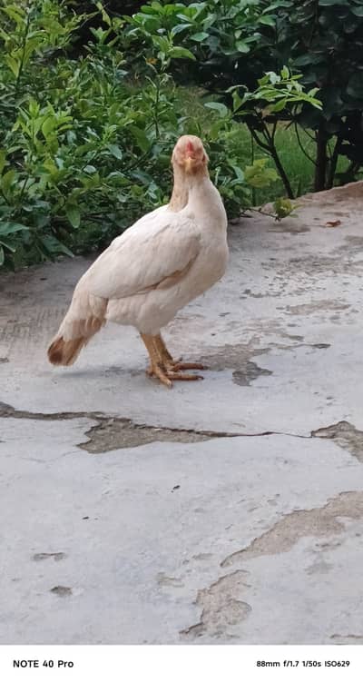 Sanatol breed. Aseel miawali madi for sale.