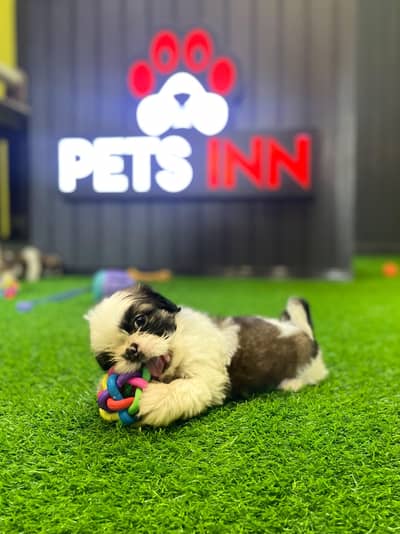 Shitzu Puppy | Shitzu Vaccinated Puppy | Toy Breed Puppy