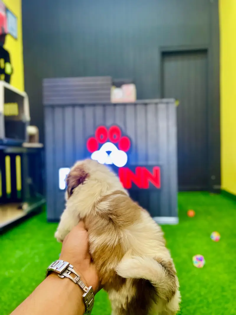 Shitzu Puppy | Shitzu Vaccinated Puppy | Toy Breed Puppy — photo 2