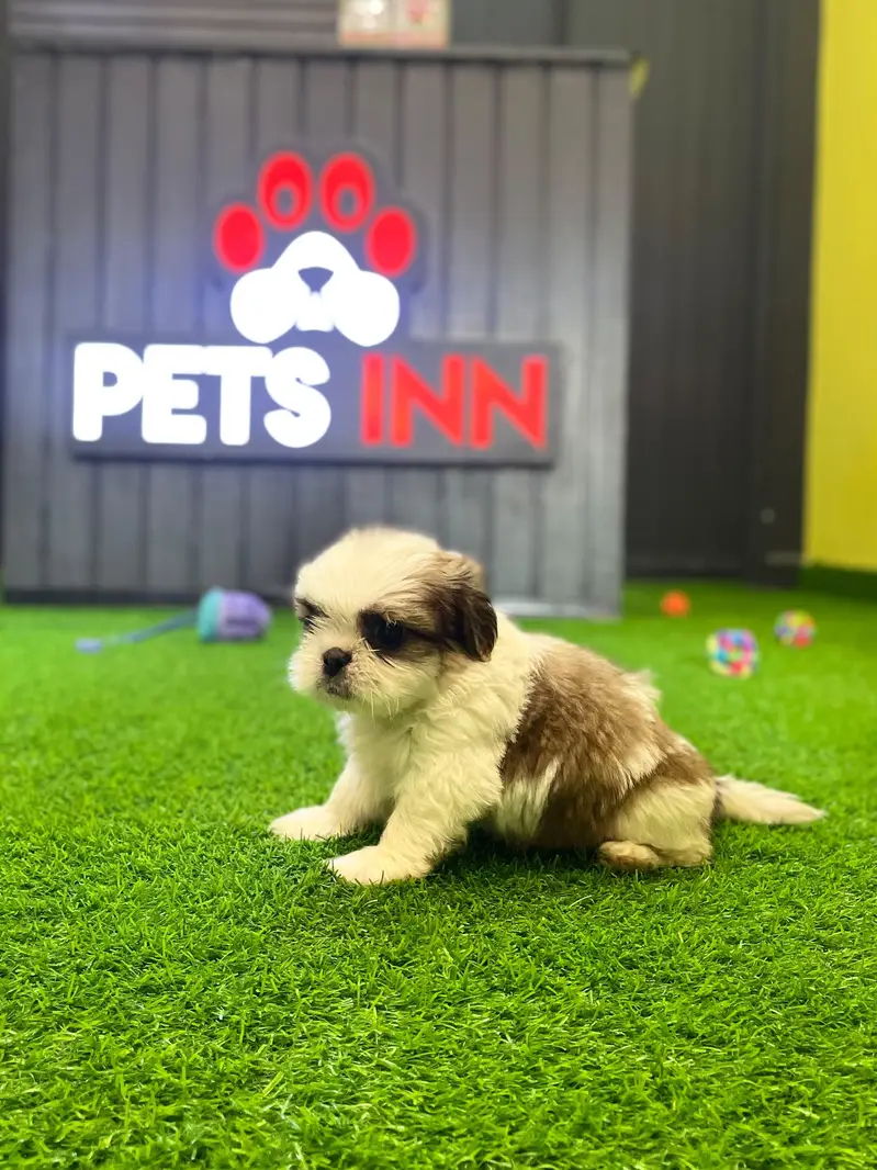 Shitzu Puppy | Shitzu Vaccinated Puppy | Toy Breed Puppy — photo 3