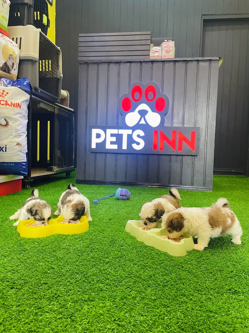 Shitzu Puppy | Shitzu Vaccinated Puppy | Toy Breed Puppy — photo 4