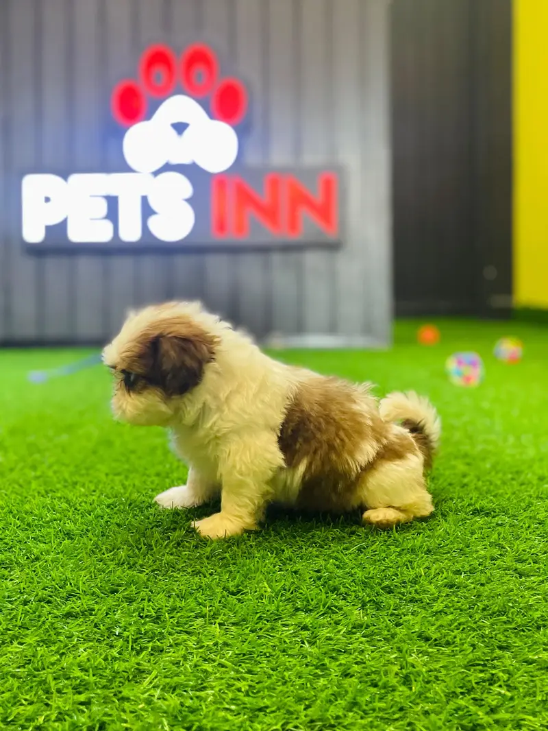 Shitzu Puppy | Shitzu Vaccinated Puppy | Toy Breed Puppy — photo 5