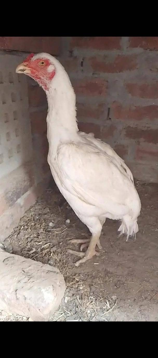 HeERa BreAdER MurGi 0