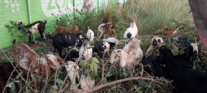 20-25 Goats, For Sale