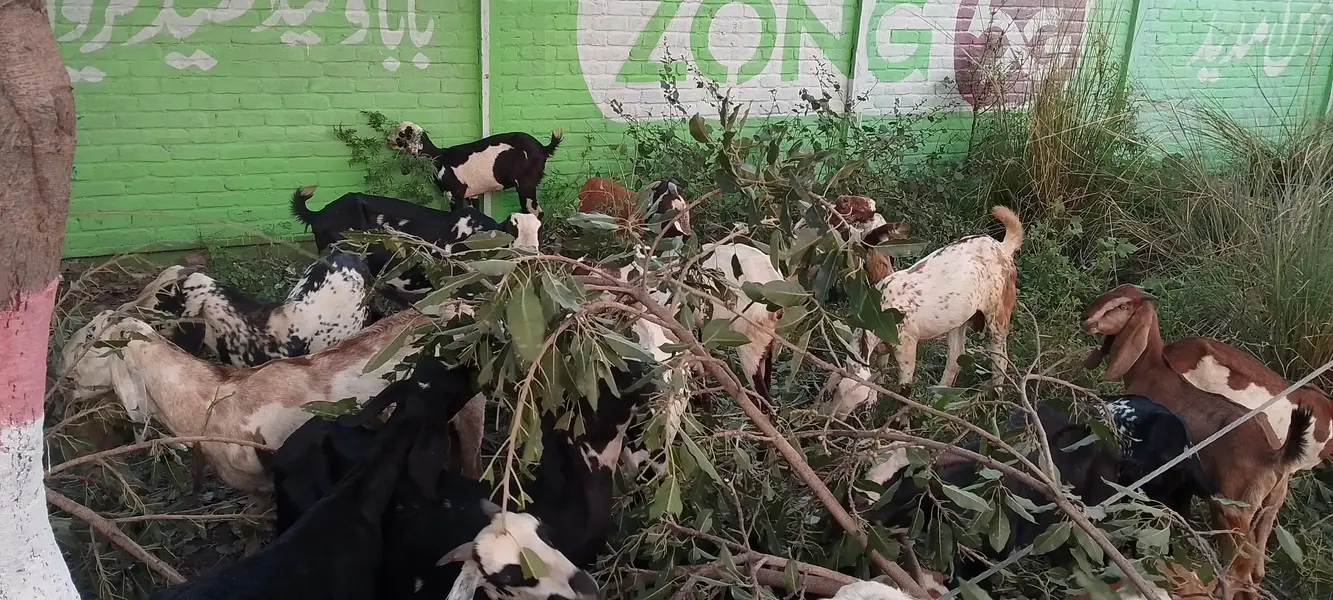 20-25 Goats, For Sale — photo 2