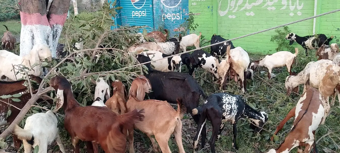 20-25 Goats, For Sale — photo 3