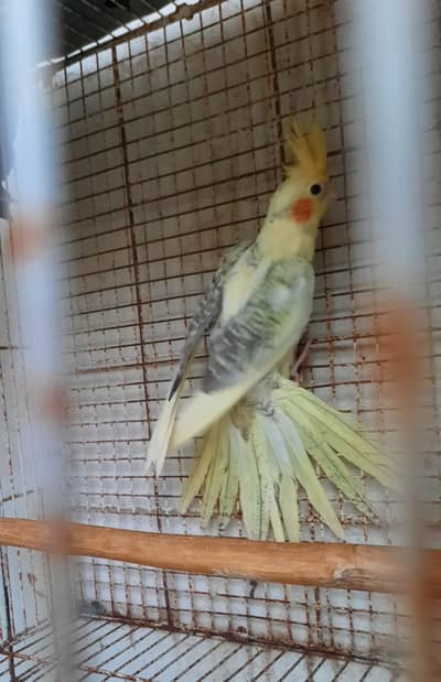 cockatiel pair for sale