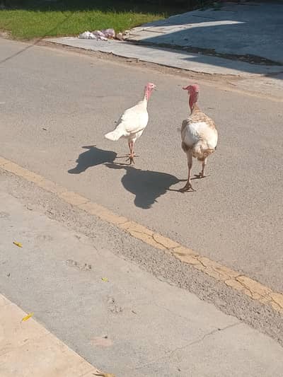 Turkey breeder pair