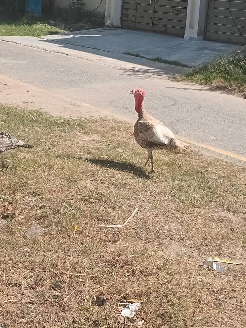 Turkey breeder pair 1