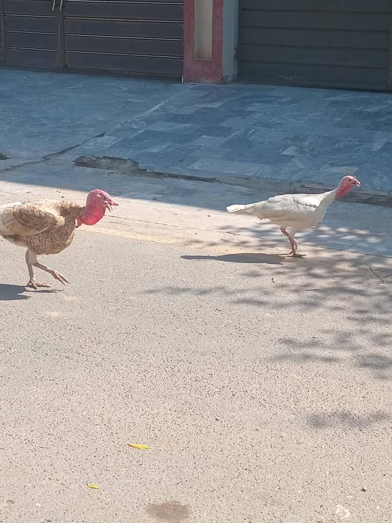 Turkey breeder pair 2